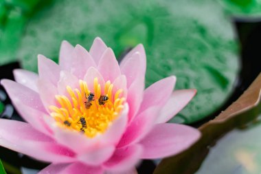 arı Bahçe yağmurda sonra su ile güzel lotus çiçeği.