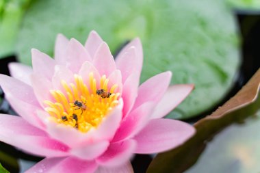 arı Bahçe yağmurda sonra su ile güzel lotus çiçeği.