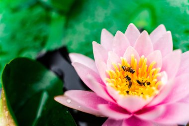 arı Bahçe yağmurda sonra su ile güzel lotus çiçeği.