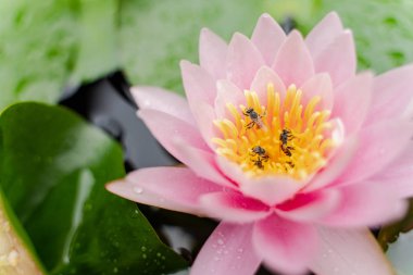 arı Bahçe yağmurda sonra su ile güzel lotus çiçeği.