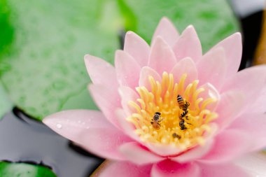 arı Bahçe yağmurda sonra su ile güzel lotus çiçeği.