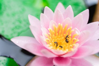 arı Bahçe yağmurda sonra su ile güzel lotus çiçeği.