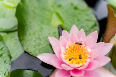 arı Bahçe yağmurda sonra su ile güzel lotus çiçeği.