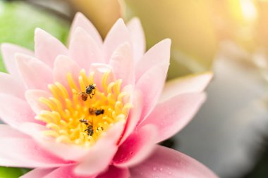 arı Bahçe yağmurda sonra su ile güzel lotus çiçeği.