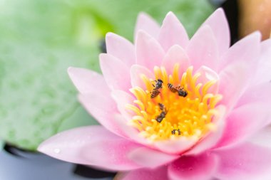 arı Bahçe yağmurda sonra su ile güzel lotus çiçeği.