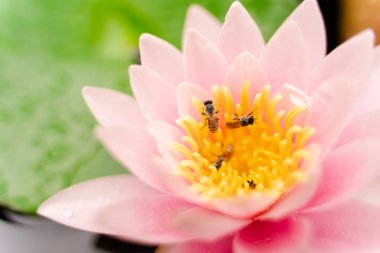 arı Bahçe yağmurda sonra su ile güzel lotus çiçeği.