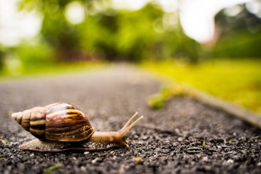 Salyangoz bahçesinde bulunan kopya alanı, yaz günü yolda, sürünerek kabuğundaki arka plan bulanık.