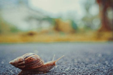 Salyangoz bahçesinde bulunan kopya alanı, yaz günü yolda, sürünerek kabuğundaki arka plan bulanık.