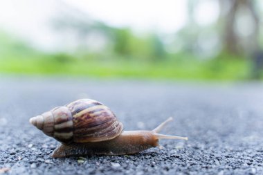 Salyangoz bahçesinde bulunan kopya alanı, yaz günü yolda, sürünerek kabuğundaki arka plan bulanık.