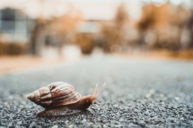 Salyangoz bahçesinde bulunan kopya alanı, yaz günü yolda, sürünerek kabuğundaki arka plan bulanık.