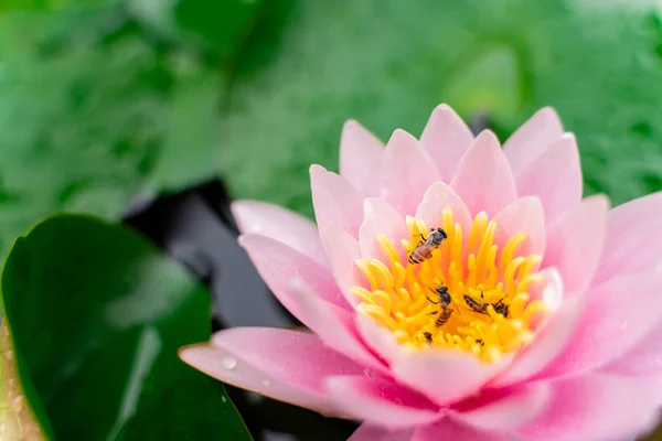 beautiful lotus flower with bee on the water after rain in garden.