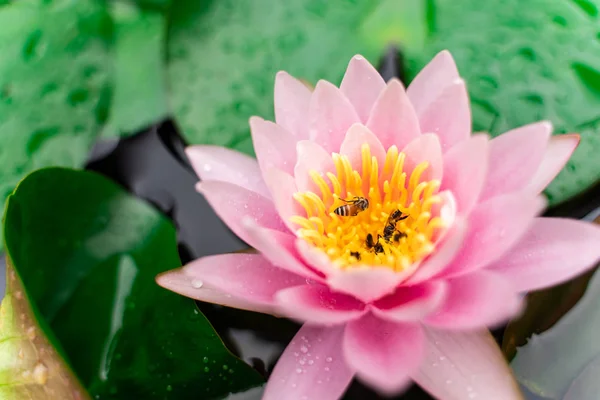 beautiful lotus flower with bee on the water after rain in garden.