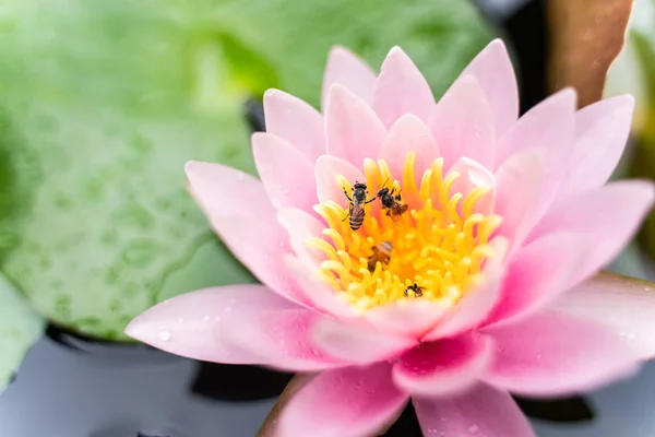 beautiful lotus flower with bee on the water after rain in garden.