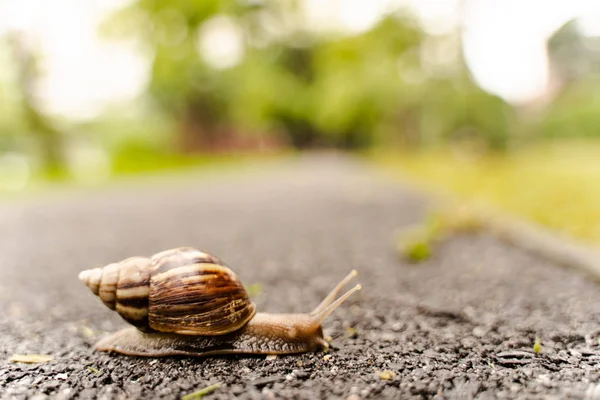 Caracol Casca Rastejando Estrada Dia Verão Jardim Com Espaço Cópia — Fotografia de Stock