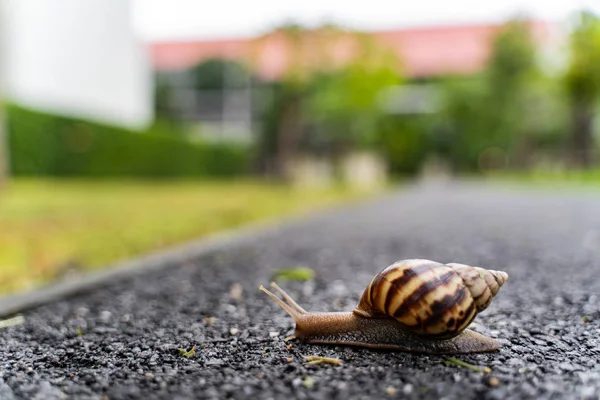 Caracol Casca Rastejando Estrada Dia Verão Jardim Com Espaço Cópia — Fotografia de Stock