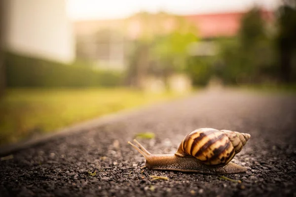 Snail Shell Crawling Road Summer Day Garden Copy Space Blurred — Stock Photo, Image