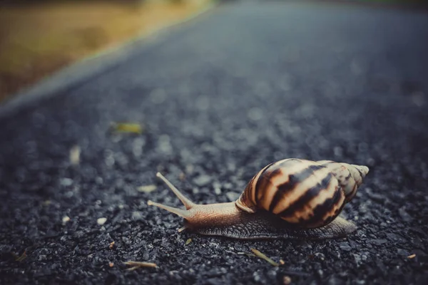 Escargot Coquille Rampant Sur Route Journée Été Dans Jardin Avec — Photo