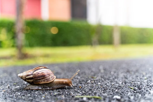 Caracol Casca Rastejando Estrada Dia Verão Jardim Com Espaço Cópia — Fotografia de Stock