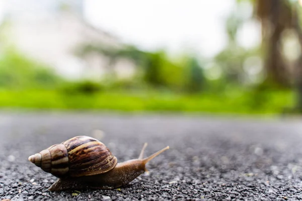 Caracol Casca Rastejando Estrada Dia Verão Jardim Com Espaço Cópia — Fotografia de Stock