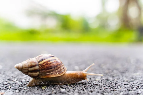 シェルのクロールで道路にコピー スペースを庭で夏の日のカタツムリ背景がぼやけ — ストック写真