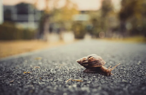 Snigel Med Skal Kryper Road Sommardag Trädgården Med Kopia Utrymme — Stockfoto