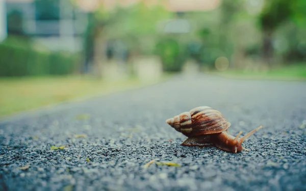 Caracol Casca Rastejando Estrada Dia Verão Jardim Com Espaço Cópia — Fotografia de Stock