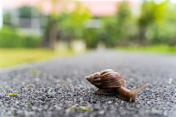 Schnecke Gehäuse Kriecht Auf Straße Sommertag Garten Mit Kopierraum Verschwommener — Stockfoto