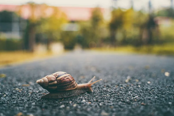 Caracol Casca Rastejando Estrada Dia Verão Jardim Com Espaço Cópia — Fotografia de Stock