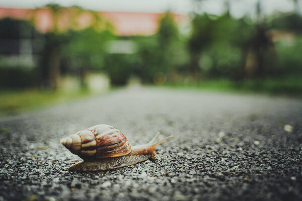 snail in shell crawling on road, summer day in garden with copy space, blurred background.
