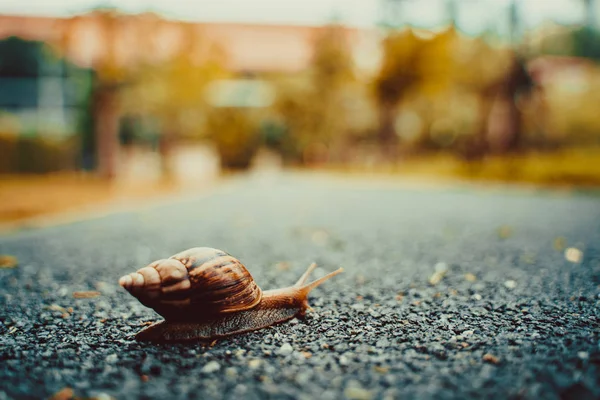 Slak Shell Kruipen Weg Zomerdag Tuin Met Kopie Ruimte Wazig — Stockfoto