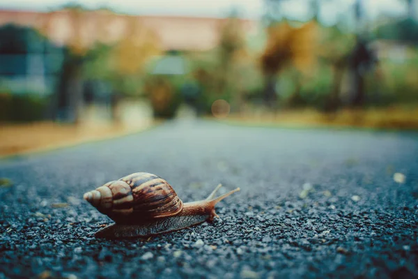 Caracol Casca Rastejando Estrada Dia Verão Jardim Com Espaço Cópia — Fotografia de Stock