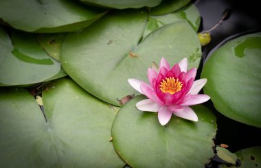 Bahçedeki yağmurdan sonra sudaki güzel nilüfer çiçeği.