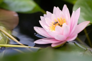 Bahçedeki yağmurdan sonra sudaki güzel nilüfer çiçeği.