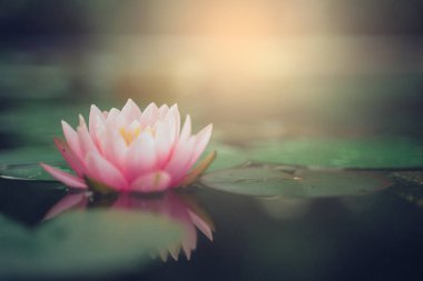 Bahçedeki yağmurdan sonra sudaki güzel nilüfer çiçeği.