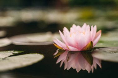 Bahçedeki yağmurdan sonra sudaki güzel nilüfer çiçeği.