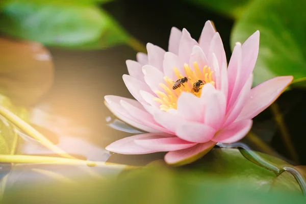 beautiful lotus flower on the water after rain in garden.