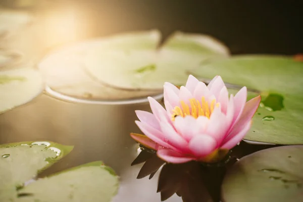 beautiful lotus flower on the water after rain in garden.