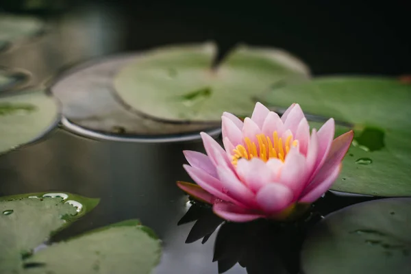 beautiful lotus flower on the water after rain in garden.