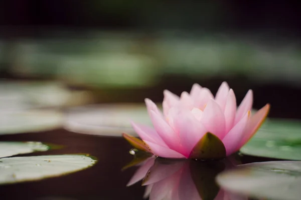 beautiful lotus flower on the water after rain in garden.