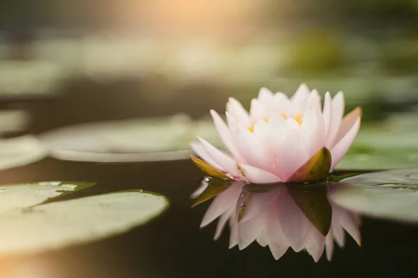 Hermosa Flor Loto Agua Después Lluvia Jardín — Foto de Stock