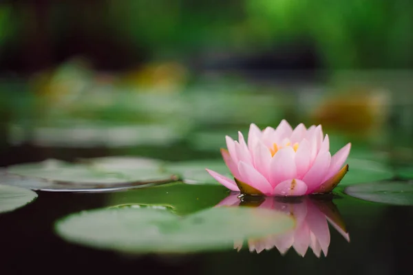 Hermosa Flor Loto Agua Después Lluvia Jardín — Foto de Stock