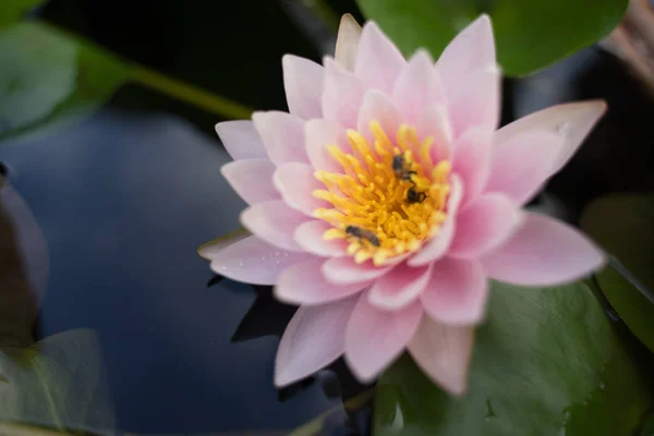 beautiful lotus flower on the water after rain in garden.