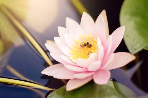 beautiful lotus flower on the water after rain in garden.