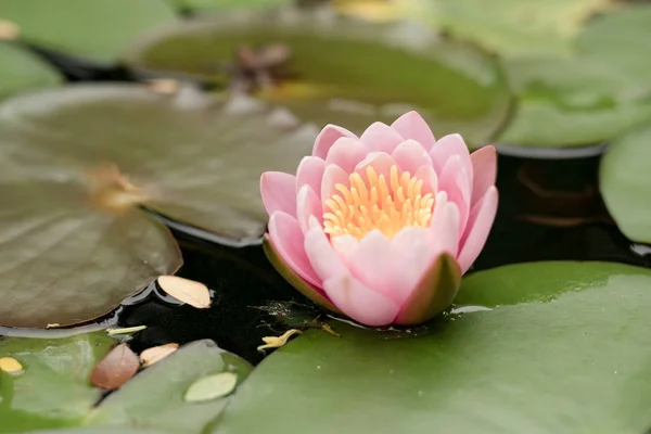 beautiful lotus flower on the water after rain in garden.