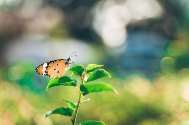 Closeup monarch kelebek çiçek n kopya alanı metni sarı güneşli arka plan bulanık.