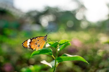 Closeup monarch kelebek çiçek n kopya alanı metni sarı güneşli arka plan bulanık.