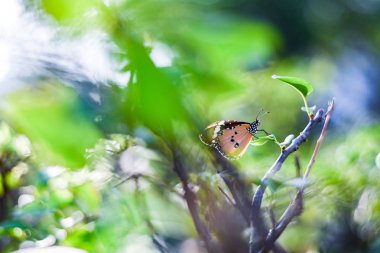 Closeup monarch kelebek çiçek n kopya alanı metni sarı güneşli arka plan bulanık.