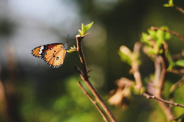 Closeup monarch kelebek çiçek n kopya alanı metni sarı güneşli arka plan bulanık.