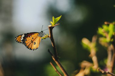 Closeup monarch kelebek çiçek n kopya alanı metni sarı güneşli arka plan bulanık.