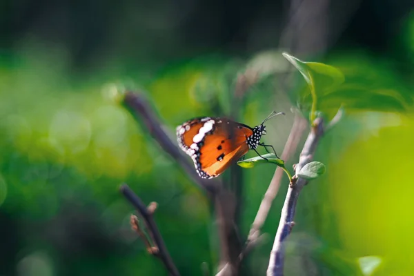 のモナーク蝶をクローズ アップぼやけて黄色日当たりの良い背景 テキストのコピー スペース — ストック写真
